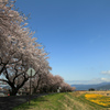 上川バイパスの桜とスイセン