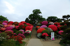 鶴峰公園のツツジ　