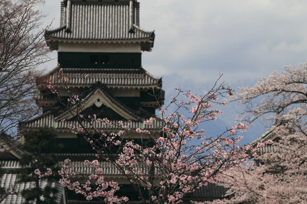 天守と桜