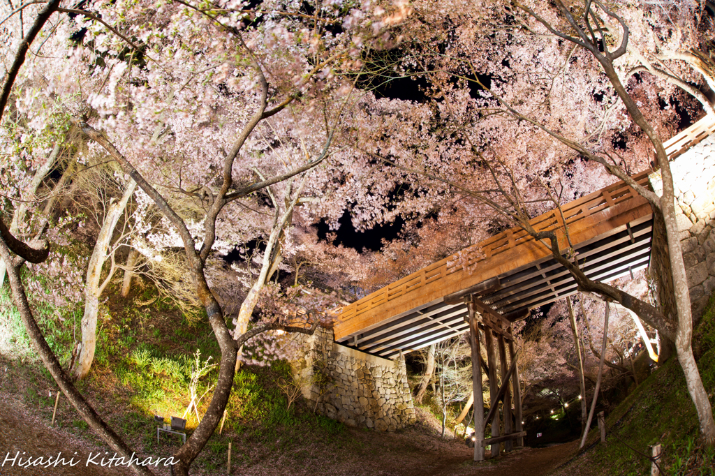 桜雲橋　ライトアップ
