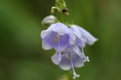 スズランに似てる！？花
