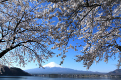 富士山と桜