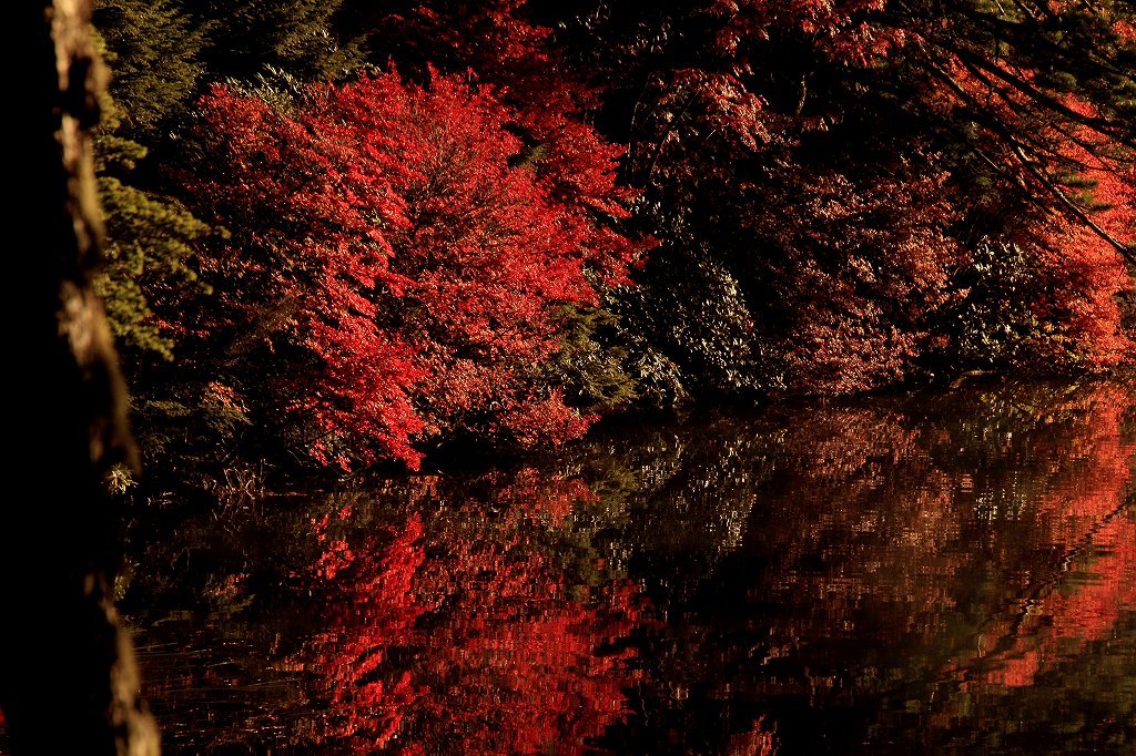 池面の映る紅葉
