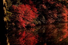 池面の映る紅葉