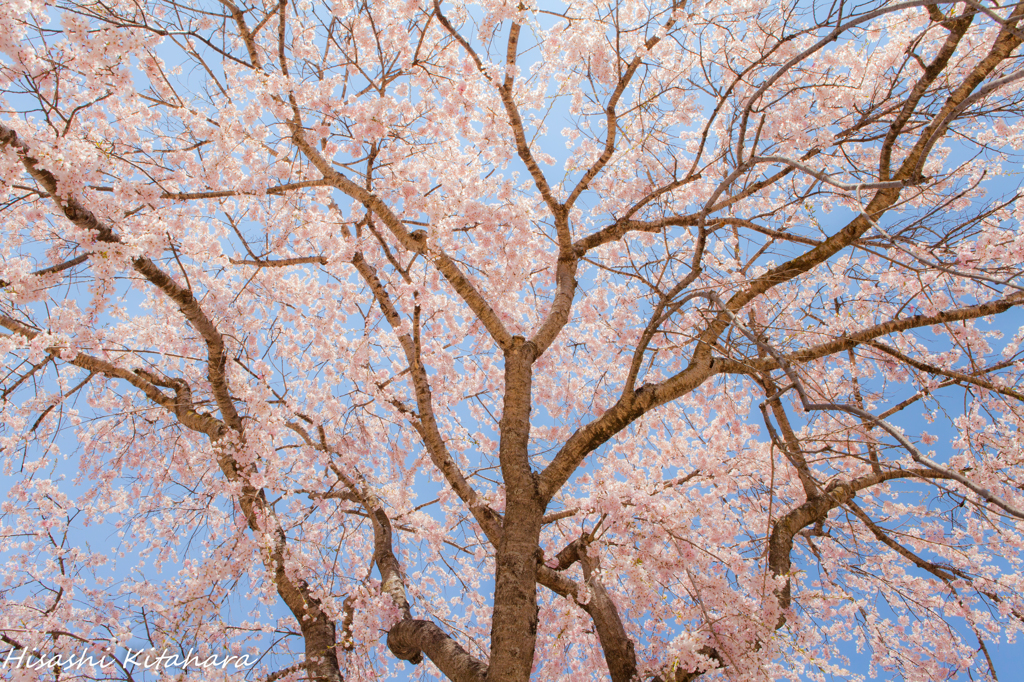 桜木