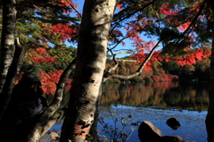 白駒池と紅葉・・・そして、カメラマン