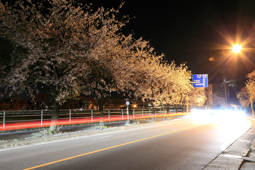 県道16号線の桜並木