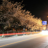 県道16号線の桜並木