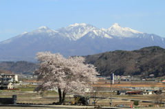 八ヶ岳と桜木