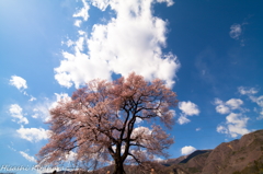 わに塚の桜②