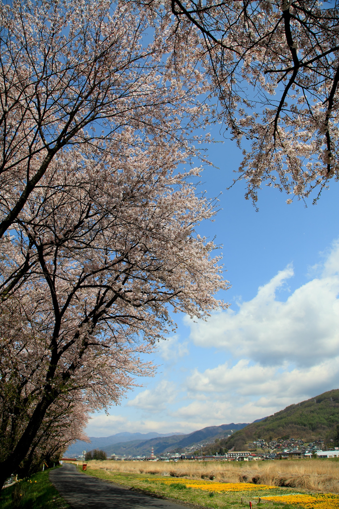 上川バイパスの桜とスイセン