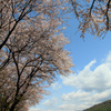上川バイパスの桜とスイセン