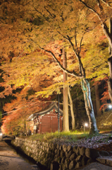 鳩ヶ嶺八幡宮　紅葉ライトアップ③