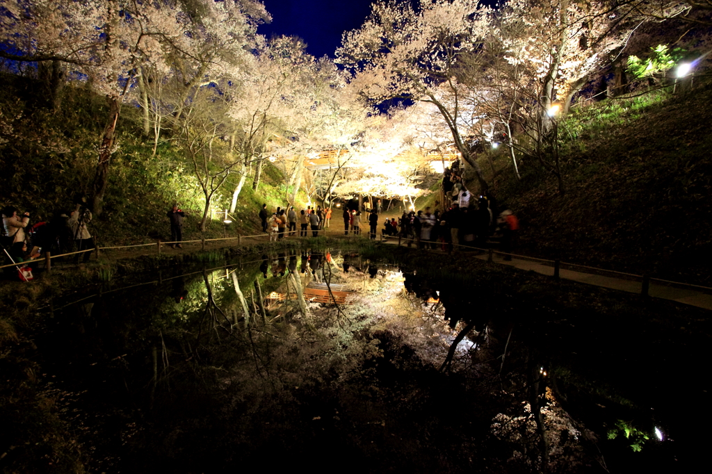 お堀の池に映る桜雲橋