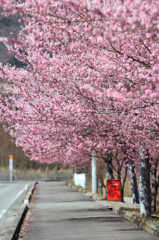 ピンク色に色づく桜並木