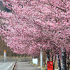 ピンク色に色づく桜並木