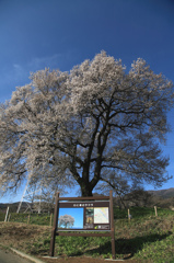 わに塚の桜