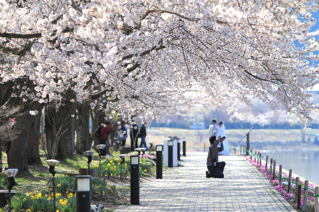 河口湖の桜並木