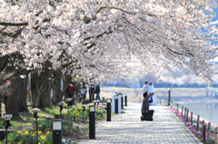 河口湖の桜並木