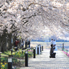 河口湖の桜並木