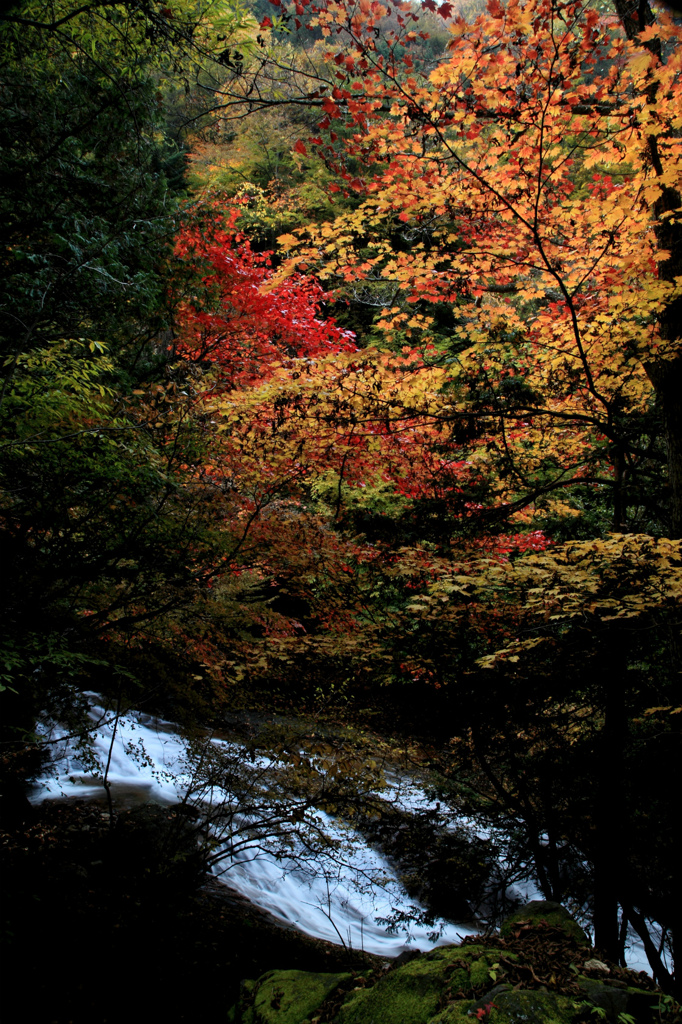 横谷渓谷の紅葉