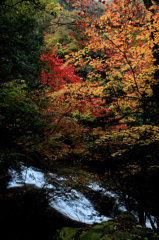 横谷渓谷の紅葉
