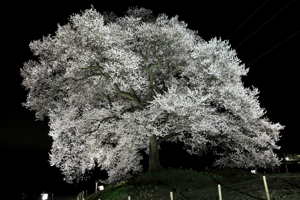 わに塚の桜　ライトアップ 