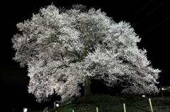 わに塚の桜　ライトアップ 