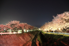横河川の桜並木ライトアップ