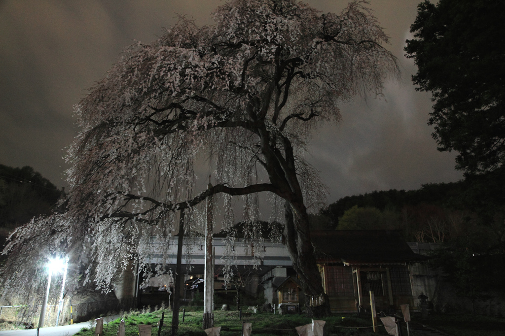 船魂神社の桜　
