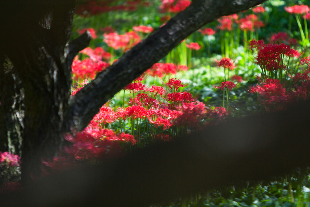 木陰に咲く彼岸花