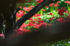 木陰に咲く彼岸花