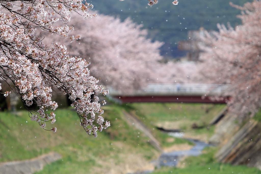 横河川の桜・・・散り始め