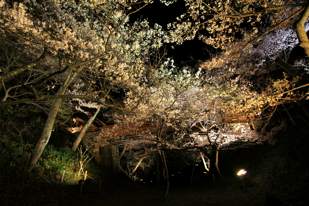 桜雲橋のライトアップ