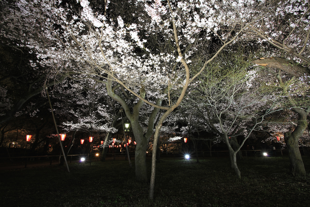 高遠城址内の桜のライトアップ