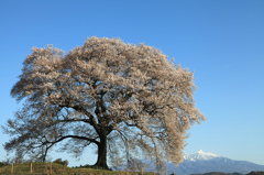 わに塚の桜と八ヶ岳　春ver~