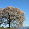 わに塚の桜と八ヶ岳　春ver~