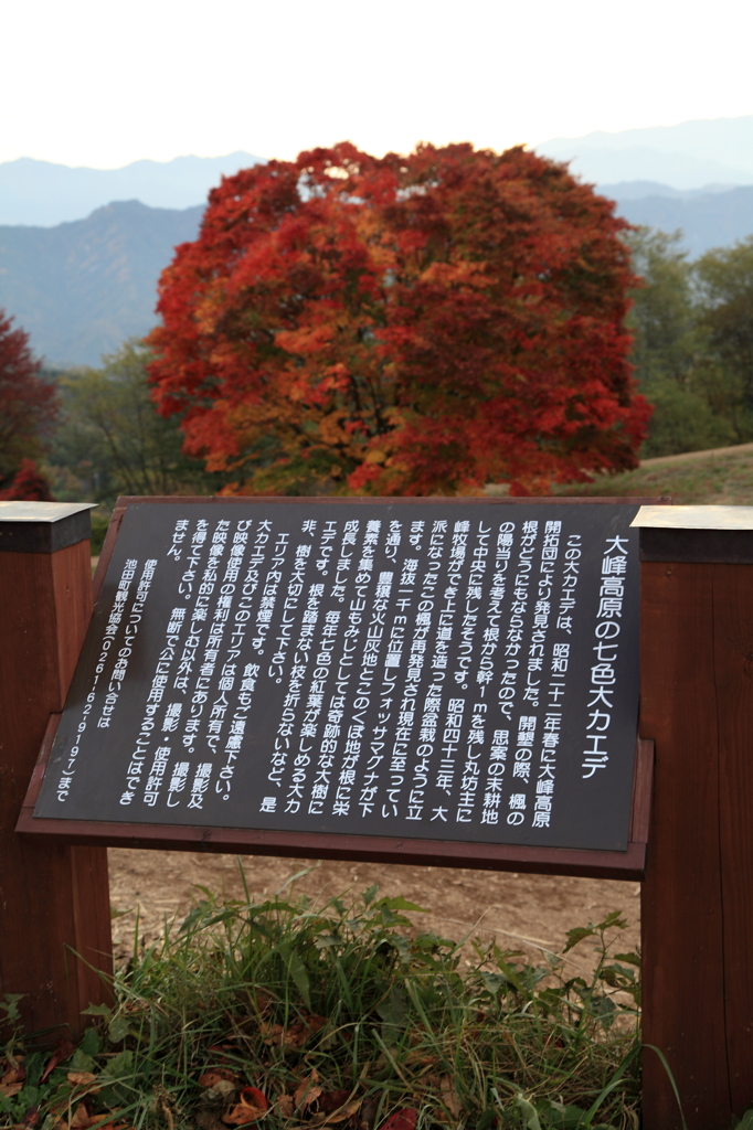 大峰高原の七色大カエデの説明文