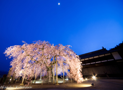 麻績の里 舞台桜　ライトアップ①