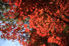紅葉