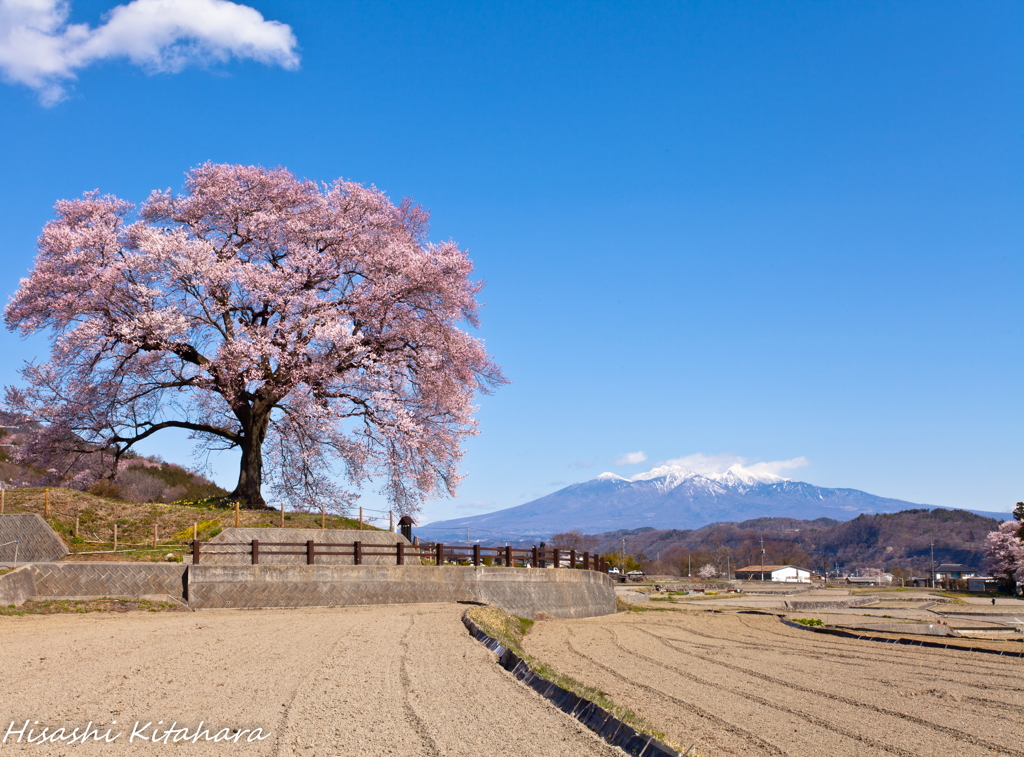 わに塚の桜と八ヶ岳