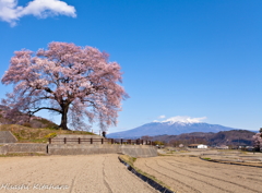 わに塚の桜と八ヶ岳