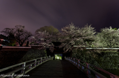 冠木橋と桜