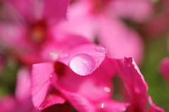 水滴と芝桜