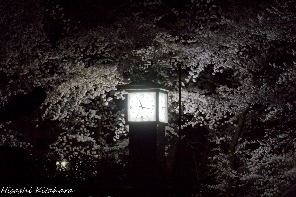 桜に囲まれる時計