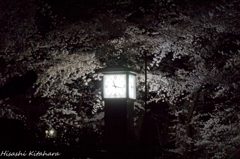 桜に囲まれる時計
