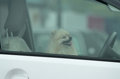 車に乗るワンちゃん