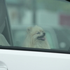 車に乗るワンちゃん