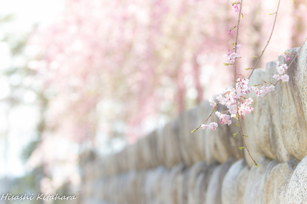 しだれ桜③