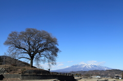 わに塚の桜の木　冬ver～